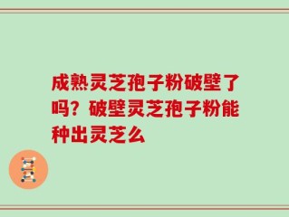 成熟灵芝孢子粉破壁了吗？破壁灵芝孢子粉能种出灵芝么