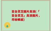 百合灵芝图片高清(「百合灵芝」高清图片，尽收眼底)