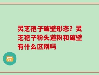 灵芝孢子破壁形态？灵芝孢子粉头道粉和破壁有什么区别吗