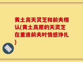 黄土高天灵芝和前夫相认(黄土高原的天灵芝在重逢前夫时情感挣扎)