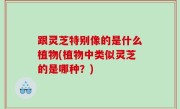 跟灵芝特别像的是什么植物(植物中类似灵芝的是哪种？)