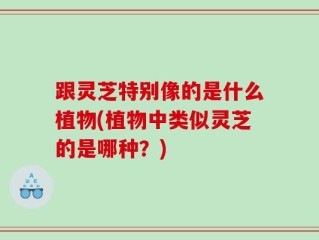 跟灵芝特别像的是什么植物(植物中类似灵芝的是哪种？)