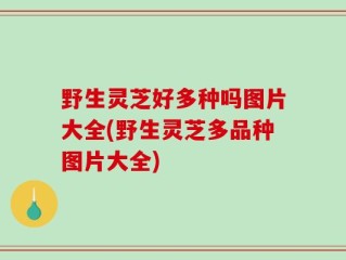 野生灵芝好多种吗图片大全(野生灵芝多品种图片大全)