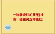 一碰就变红的灵芝(神奇！碰触灵芝即变红)