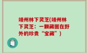 靖州林下灵芝(靖州林下灵芝：一颗藏匿在野外的珍贵“宝藏”)