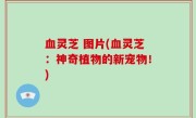 血灵芝 图片(血灵芝：神奇植物的新宠物！)