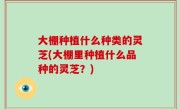 大棚种植什么种类的灵芝(大棚里种植什么品种的灵芝？)