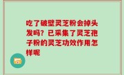 吃了破壁灵芝粉会掉头发吗？已采集了灵芝孢子粉的灵芝功效作用怎样呢