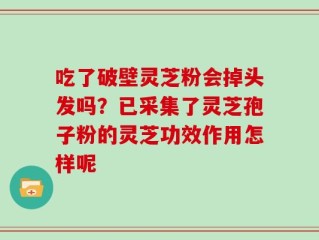 吃了破壁灵芝粉会掉头发吗？已采集了灵芝孢子粉的灵芝功效作用怎样呢