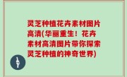 灵芝种植花卉素材图片高清(华丽重生！花卉素材高清图片带你探索灵芝种植的神奇世界)