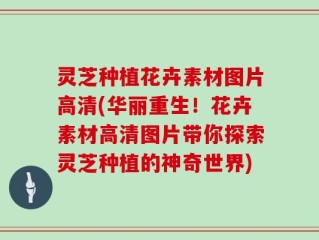 灵芝种植花卉素材图片高清(华丽重生！花卉素材高清图片带你探索灵芝种植的神奇世界)