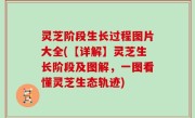 灵芝阶段生长过程图片大全(【详解】灵芝生长阶段及图解，一图看懂灵芝生态轨迹)