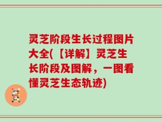 灵芝阶段生长过程图片大全(【详解】灵芝生长阶段及图解，一图看懂灵芝生态轨迹)