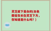 灵芝底下是白的(白色蘑菇生长在灵芝下方，你知道是什么吗？)