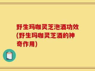 野生玛咖灵芝泡酒功效(野生玛咖灵芝酒的神奇作用)