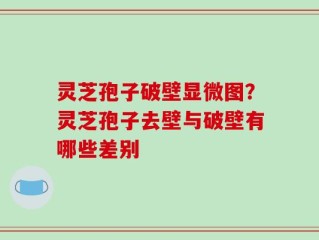 灵芝孢子破壁显微图？灵芝孢子去壁与破壁有哪些差别