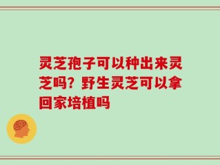 灵芝孢子可以种出来灵芝吗？野生灵芝可以拿回家培植吗