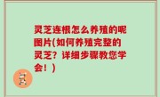 灵芝连根怎么养殖的呢图片(如何养殖完整的灵芝？详细步骤教您学会！)