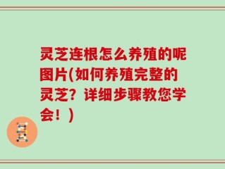 灵芝连根怎么养殖的呢图片(如何养殖完整的灵芝？详细步骤教您学会！)