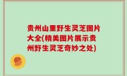 贵州山里野生灵芝图片大全(精美图片展示贵州野生灵芝奇妙之处)