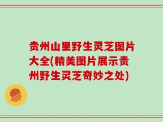 贵州山里野生灵芝图片大全(精美图片展示贵州野生灵芝奇妙之处)