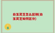 白玉灵芝怎么区别(白玉灵芝如何区分)