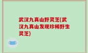武汉九真山野灵芝(武汉九真山发现珍稀野生灵芝)