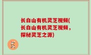 长白山有机灵芝视频(长白山有机灵芝视频，探秘灵芝之源)