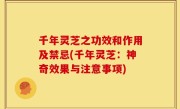 千年灵芝之功效和作用及禁忌(千年灵芝：神奇效果与注意事项)