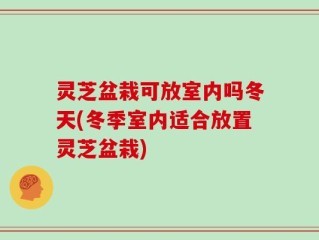 灵芝盆栽可放室内吗冬天(冬季室内适合放置灵芝盆栽)