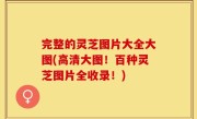 完整的灵芝图片大全大图(高清大图！百种灵芝图片全收录！)