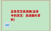 盆景灵芝高清图(盆景中的灵芝：高清图片赏析)