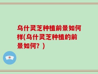 乌什灵芝种植前景如何样(乌什灵芝种植的前景如何？)