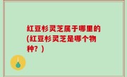 红豆杉灵芝属于哪里的(红豆杉灵芝是哪个物种？)