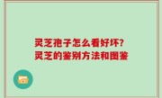 灵芝孢子怎么看好坏？灵芝的鉴别方法和图鉴