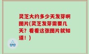 灵芝大约多少天发芽啊图片(灵芝发芽需要几天？看看这张图片就知道！)