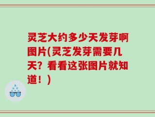 灵芝大约多少天发芽啊图片(灵芝发芽需要几天？看看这张图片就知道！)