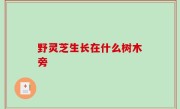 野灵芝生长在什么树木旁