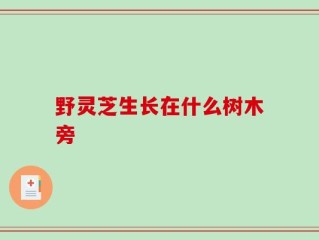 野灵芝生长在什么树木旁
