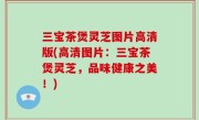 三宝茶煲灵芝图片高清版(高清图片：三宝茶煲灵芝，品味健康之美！)