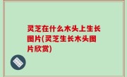 灵芝在什么木头上生长图片(灵芝生长木头图片欣赏)