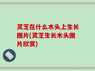 灵芝在什么木头上生长图片(灵芝生长木头图片欣赏)