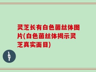 灵芝长有白色菌丝体图片(白色菌丝体揭示灵芝真实面目)