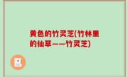 黄色的竹灵芝(竹林里的仙草——竹灵芝)