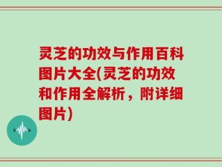 灵芝的功效与作用百科图片大全(灵芝的功效和作用全解析，附详细图片)