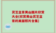 灵芝盆景黄山图片欣赏大全(欣赏黄山灵芝盆景的美丽照片合集)