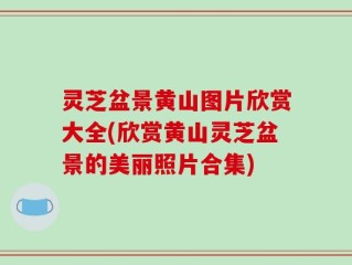 灵芝盆景黄山图片欣赏大全(欣赏黄山灵芝盆景的美丽照片合集)