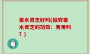 栗木灵芝好吗(探究栗木灵芝的功效：有用吗？)