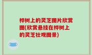 桦树上的灵芝图片欣赏图(欣赏悬挂在桦树上的灵芝壮观图景)