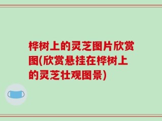桦树上的灵芝图片欣赏图(欣赏悬挂在桦树上的灵芝壮观图景)